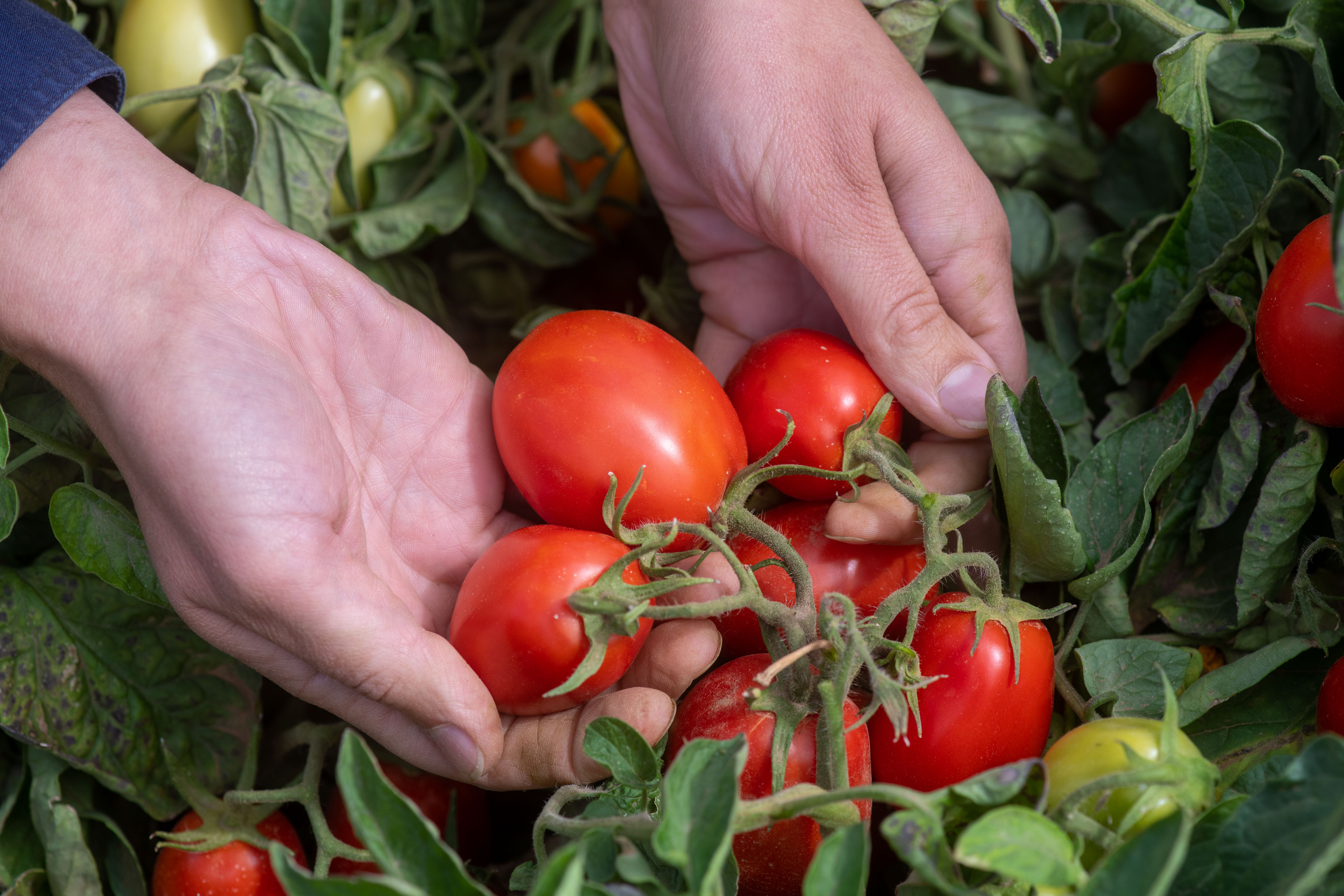 Tomato crops. Image source: Kilter Rural