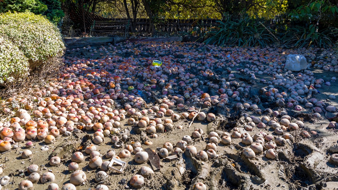 Apples washed off the trees by floodwaters lie strewn across Jane's yard.